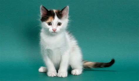 Turkish Van Cat Breed Information