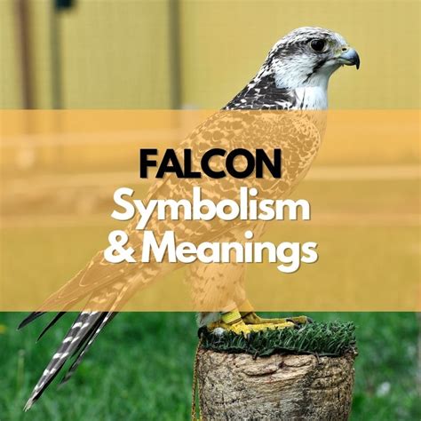 Falcon: Symbolism, Meanings, and History - Symbol Genie