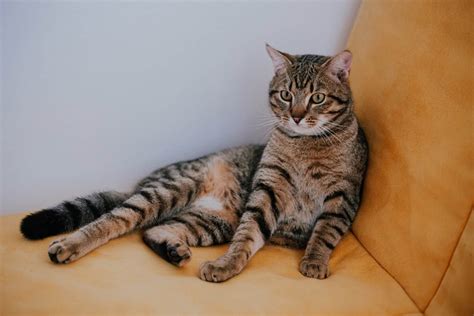 What Is a Domestic Shorthair Tabby Cat? (+ How To Differentiate)