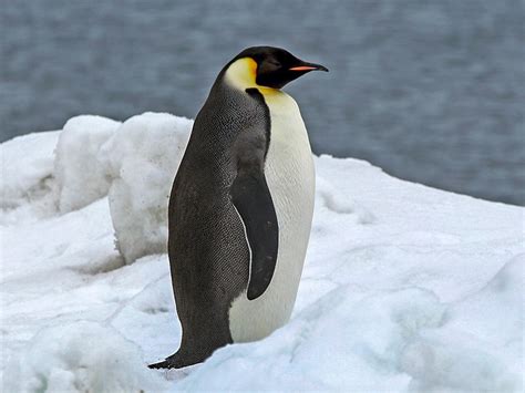 Emperor Penguin Pictures