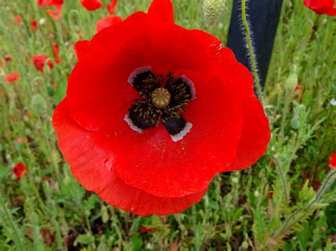 Beautiful Poppy Flower Free Stock Photo - Public Domain Pictures