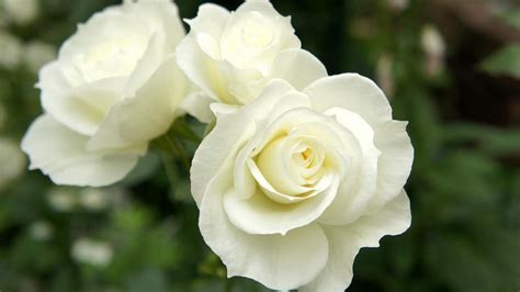 🔥 [50+] Beautiful White Roses Wallpapers | WallpaperSafari