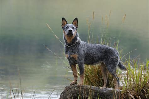 The Top 10 Best Blue Heeler Breeders In The U.S.