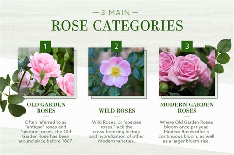 Types Of Rose Flowers Pictures | Best Flower Site