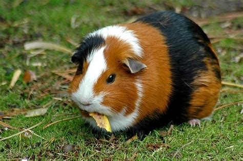 guinea pigs - Guinea Pigs Photo (9893862) - Fanpop