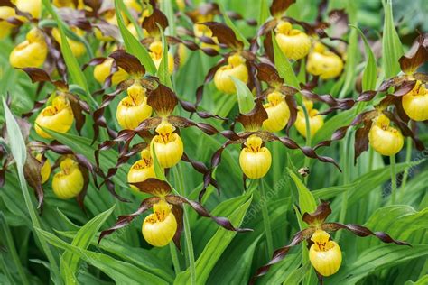 Yellow Lady's Slipper Orchid (Cypripedium calceolus) - Stock Image - C037/7490 - Science Photo ...