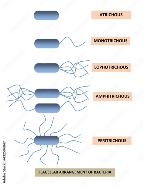 DIAGRAM SHOWING DIFFERENT TYPES OF FLAGELLA ARRANGEMENT OF BACTERIA-ATRICHOUS, MONOTRICHOUS ...