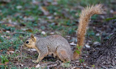 Squirrel — Texas Parks & Wildlife Department