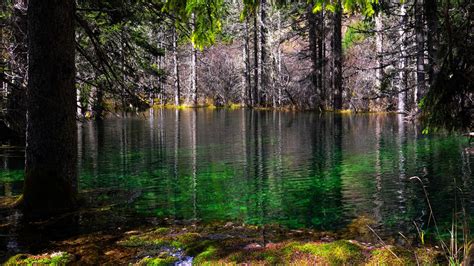 Forest With Lake Moss And Trees 4K 8K HD Nature Wallpapers | HD Wallpapers | ID #50924