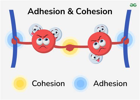 Difference between Adhesion and Cohesion - GeeksforGeeks