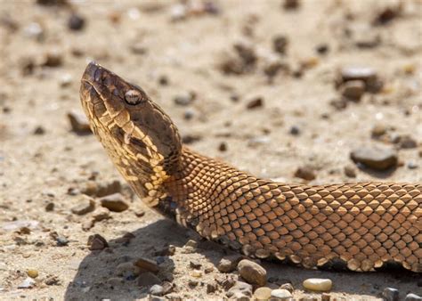 Symptoms and Treatment of a Cottonmouth Bite - Animals Around The Globe