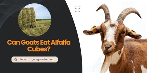 Can Goats Eat Alfalfa Cubes? (Safe or Risky) | Goat Guardian