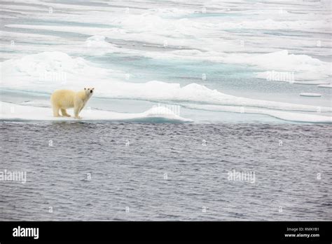 A Polar Bear (Ursus maritimus) hunting seals on rotten sea ice off the north coast of ...