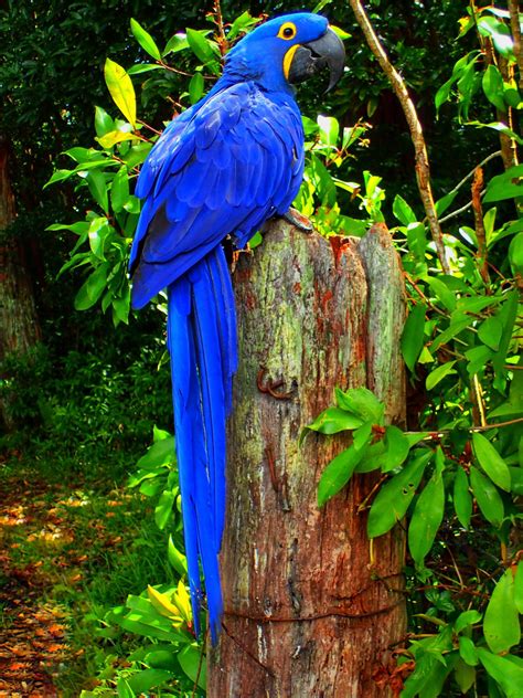 Beautiful Blue Macaw on the road to Hana : r/maui