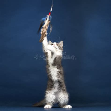 Young Kitten Cat Playing with Feather Toy Stock Image - Image of standing, blue: 36807985