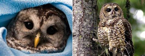 Northern Spotted Owls' Protection Means Killing Another Owl Species