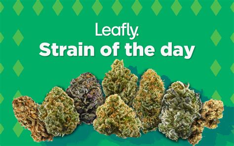 Leafly's cannabis strain of the day for the month of 420 | Leafly