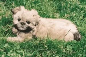 Info About the Shih Tzu Pekingese Mix aka the Shinese - Dogable