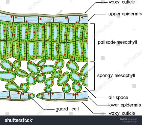 Cross Section Of Leaf: Over 4,330 Royalty-Free Licensable Stock Vectors & Vector Art | Shutterstock