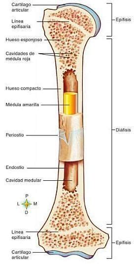 Estructura y partes de los huesos: huesos largos | Anatomia y fisiologia humana, Fisiología ...