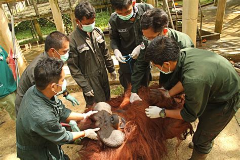 East Kalimantan orangutan released into natural habitat - National ...