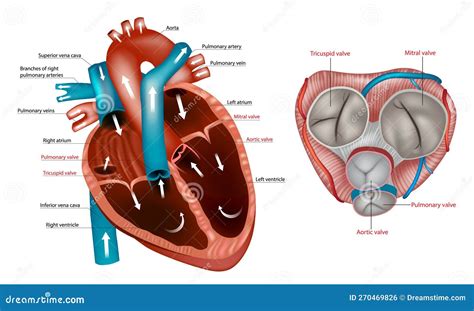 Heart Diagram Mitral Valve - photos and vectors