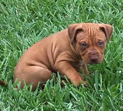 Red nose pitbull puppies