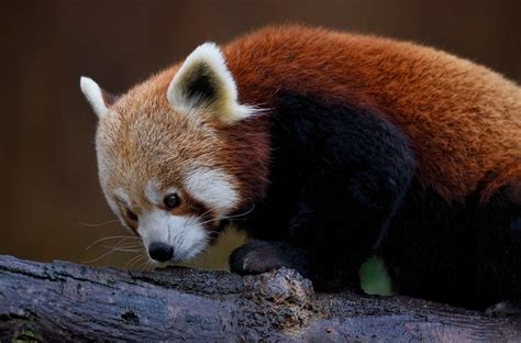 Red Panda Animal - Free photo on Pixabay - Pixabay