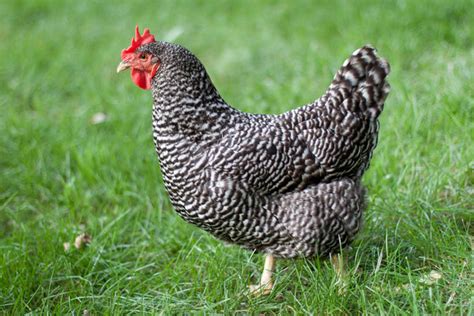 10 of the Best Chicken Breeds for Eggs — K&H Pet Products