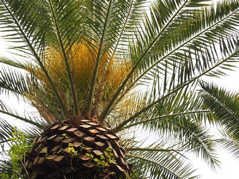 Canary Island Date Palm Tree for Sale - Buying & Growing Guide - Trees.com