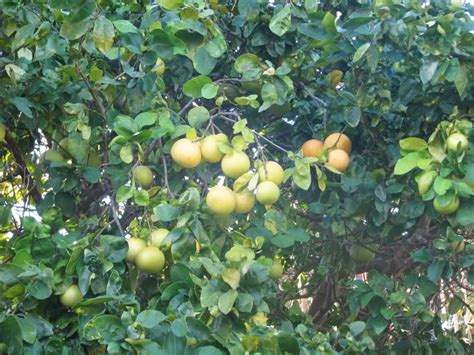 Grapefruit Tree Pictures, Information on Grapefruit Trees