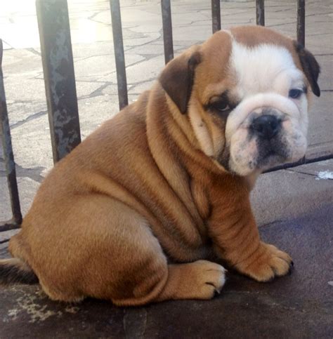 Cute Bulldog Puppies Photos ~ Cute Puppies Pictures, Puppy Photos