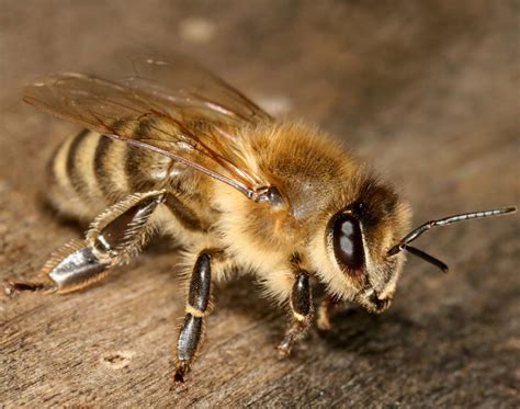 Honey Bee Species | Modern Farming Methods