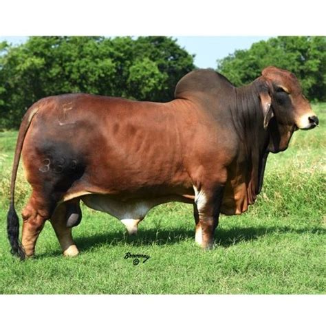 Brahman Cattle for Sale Online in 4th Annual 'Cyber Monday' Sale Announced by Moreno Ranches