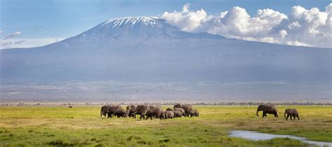 Explore the wildlife at Mount Kilimanjaro | Mt. Kilimanjaro N.P