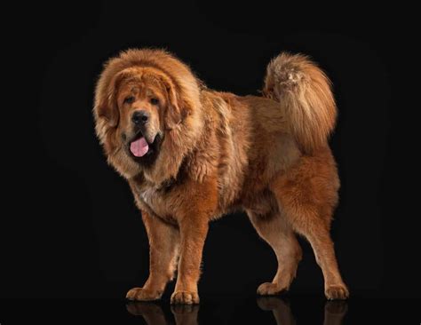 Tibetan Mastiff: Enormous dogs with huge, booming barks