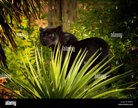 Black Jaguar Hunting Stock Photo - Alamy