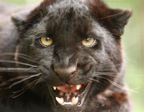 Black panther on loose in Scotland: Is it legal to keep wild cat in UK ...