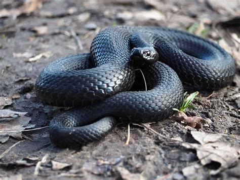 Popular Snake Breeds That Are Black - Embora Pets