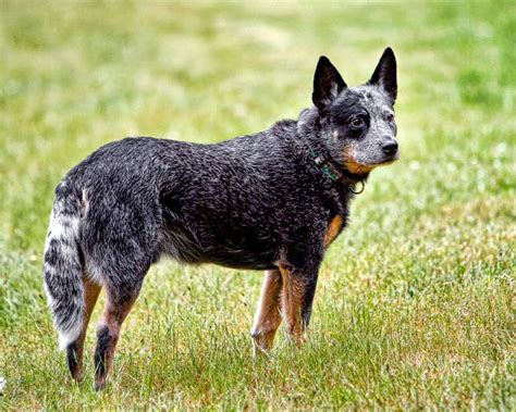 Rules of the Jungle: Blue heeler dog