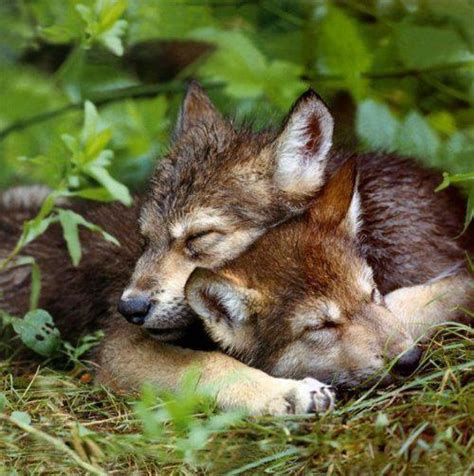 Cute and Funny Pictures and more: Sleeping Wolf Cubs