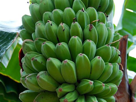 Budidaya Pisang Kepok, Cara Menanam dan Merawatnya yang Benar - Toko Tanaman