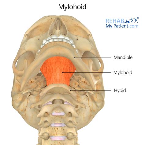 Mylohyoid Muscle Cadaver