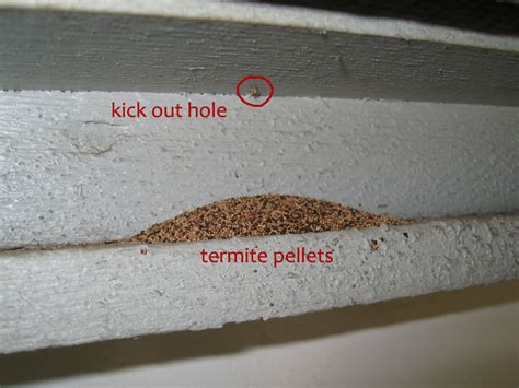 termite damage signs