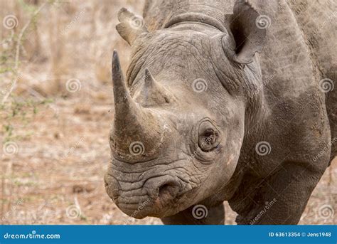 Black rhinoceros stock photo. Image of mkhaya, species - 63613354