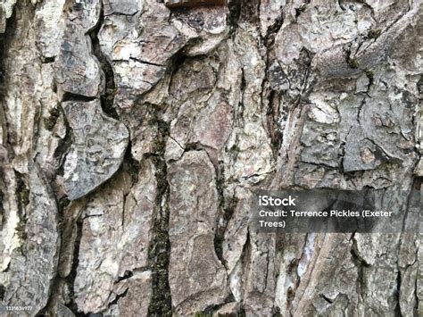 Common Alder Bark Stock Photo - Download Image Now - Alder Tree, April ...