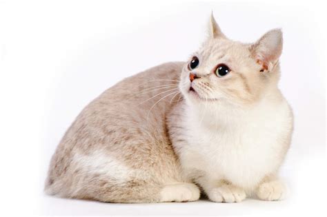 Munchkin Cats | Cat Breeds