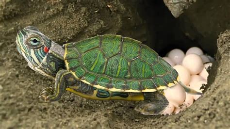 How Big Are Red Eared Slider Turtle Eggs?