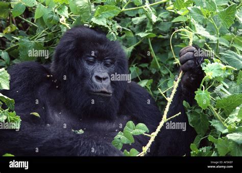 Gorilla gorilla beringei Stock Photo - Alamy