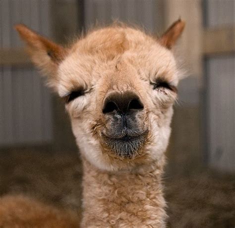 17 Best images about Baby llamas on Pinterest | Nancy noel, Pets and Baby camel